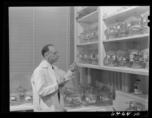 Hamilton, Montana. Rocky Mountain Institute. Dr. G.E. Davis with his collection of living ticks