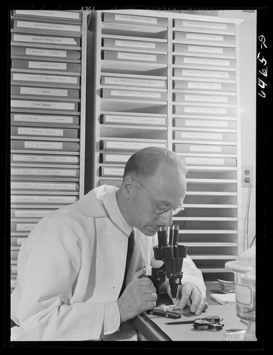Hamilton, Montana. Rocky Mountain Institute. Dr. G.E. Davis examining living tick through microscope