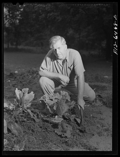 Washington, D.C. Vice President Henry A. Wallace in his victory garden
