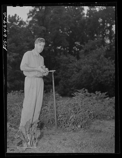 Washington, D.C. Vice President Henry A. Wallace in his victory garden
