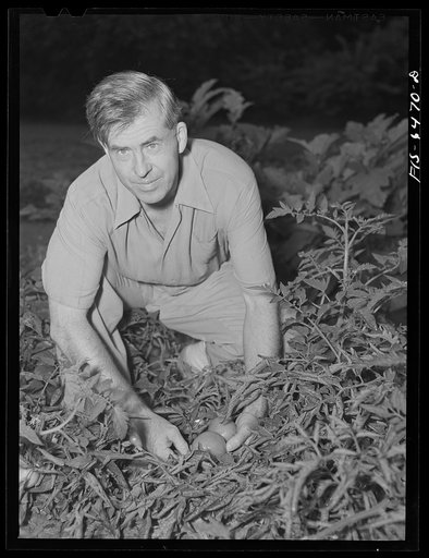 Washington, D.C. Vice President Henry A. Wallace in his victory garden