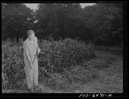 Washington, D.C. Vice President Henry A. Wallace in his victory garden