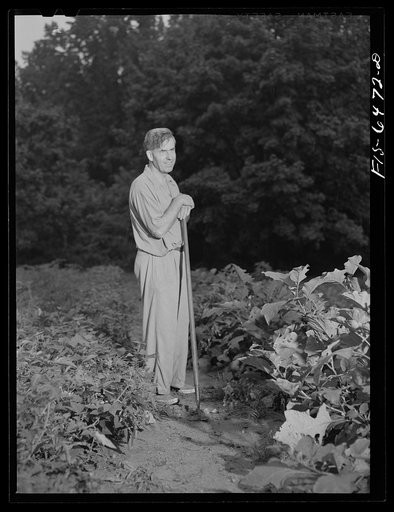 Washington, D.C. Vice President Henry A. Wallace in his victory garden