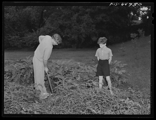 Washington, D.C. Vice President Henry A. Wallace in his victory garden