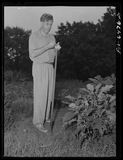 Washington, D.C. Vice President Henry A. Wallace in his victory garden