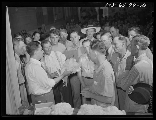 Untitled photo, possibly related to: Hayti, Missouri. Cotton carnival. Inspecting various grades of cotton