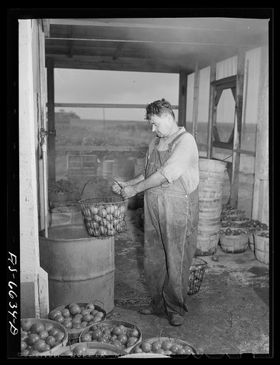 Dunklin County, Missouri. Tomato cannery using U.S. Rural Electrification Administration (REA) power