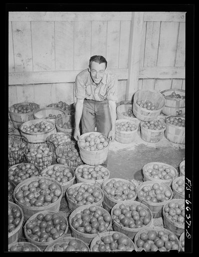 Untitled photo, possibly related to: Dunklin County, Missouri. Tomatoes at a cannery operated by U.S. Rural Electrification Administration (REA) power