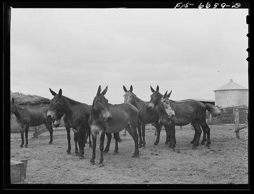 Dunklin County, Missouri. Mules on U.S. Rural Electrification Administration (REA) cooperative member's farm