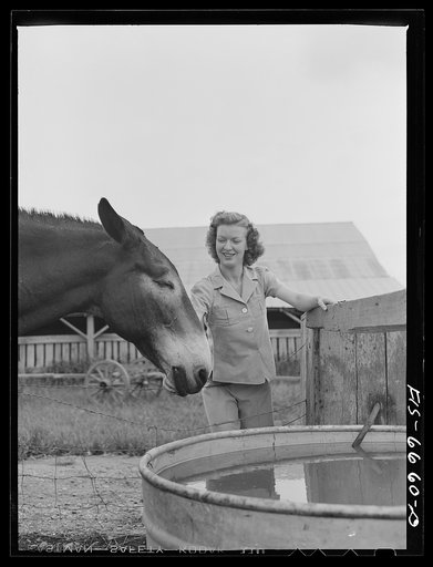 Untitled photo, possibly related to: Dunklin County, Missouri. Daughter of a U.S. Rural Electrification Administration (REA) cooperative member with a mule