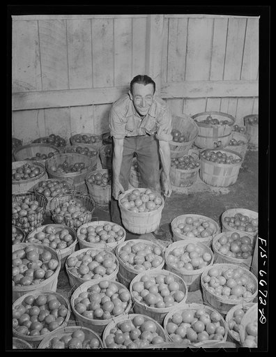 Dunklin County, Missouri. Tomatoes at a cannery operated by U.S. Rural Electrification Administration (REA) power