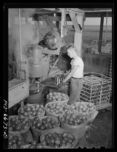 Dunklin County, Missouri. Canning tomatoes with U.S. Rural Electrification Administration (REA) power