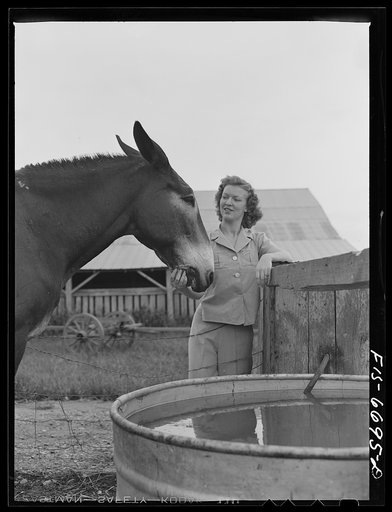 Dunklin County, Missouri. Daughter of a U.S. Rural Electrification Administration (REA) cooperative member with a mule