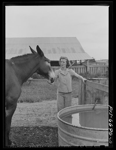 Untitled photo, possibly related to: Dunklin County, Missouri. Daughter of a U.S. Rural Electrification Administration (REA) cooperative member with a mule