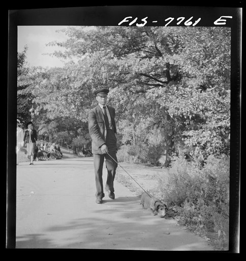 Untitled photo, possibly related to: New York, New York. Negro chauffer walking a dachshund in Central Park
