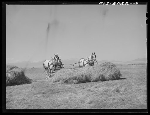 Big Hole Valley, Beaverhead County, Montana. Raking up hay