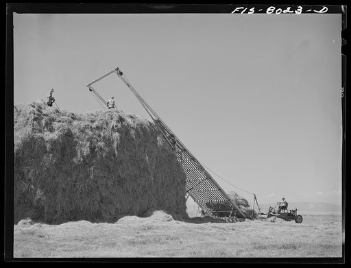 Big Hole Valley, Beaverhead County, Montana. Haying. This valley is famous for its fine beef cattle and hay