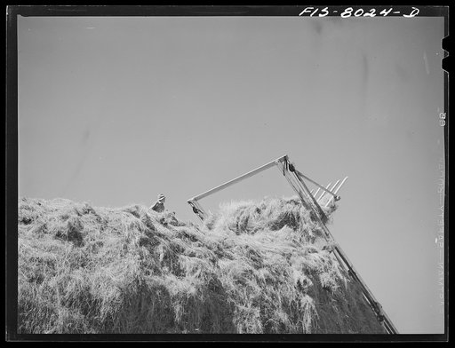 Big Hole Valley, Beaverhead County, Montana. Stacking hay