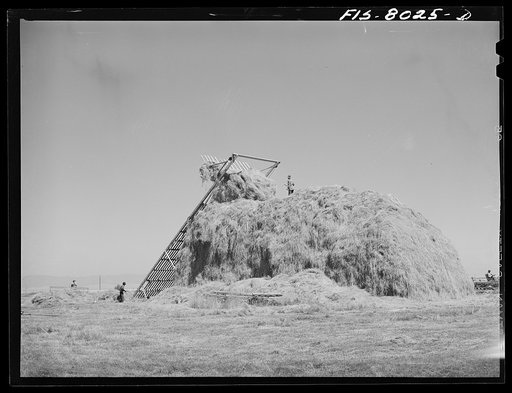 Big Hole Valley, Beaverhead County, Montana. Stacking hay