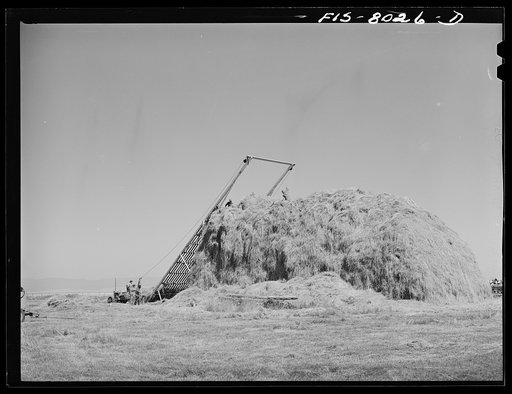 Big Hole Valley, Beaverhead County, Montana. Stacking hay