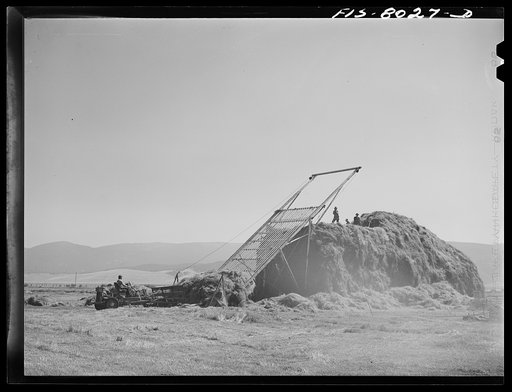 Big Hole Valley, Beaverhead County, Montana. Stacking hay