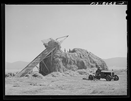 Big Hole Valley, Beaverhead County, Montana. Stacking hay