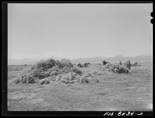 Big Hole Valley, Beaverhead County, Montana. Haying