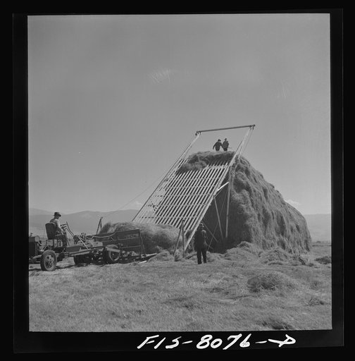 Big Hole Valley, Beaverhead County, Montana. Haying
