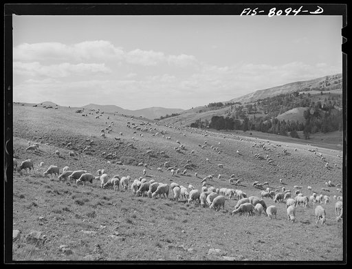 Gravelly Range, Madison County, Montana. Sheep and fat lambs getting fatter on good grass