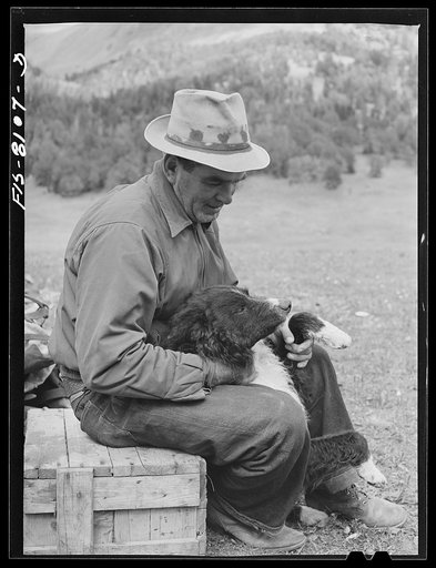 Gravelly Range, Madison County, Montana. Sheepherder and his dog