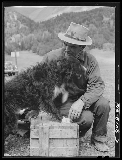 Untitled photo, possibly related to: Gravelly Range, Madison County, Montana. Sheepherder and his dog