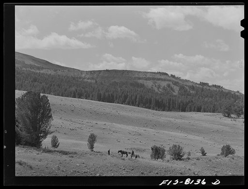 Gravelly Range, Madison County, Montana. Sheep