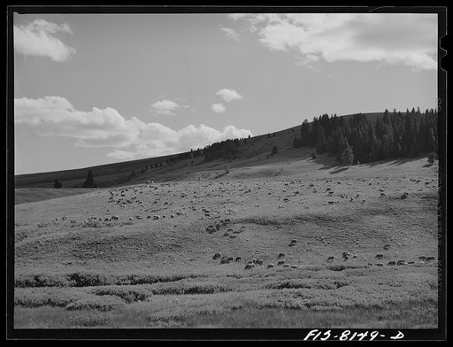 Gravelly Range, Madison County, Montana. Sheep grazing