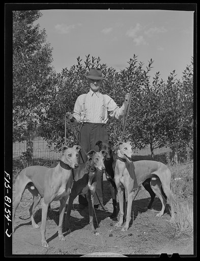 Butte, Montana. John D. Eddy, former miner, now living at 3030 Amherst Street, with one of the greyhounds, Petaluma Gold, which he trained for local greyhound racing track. Mr. Eddy was born in Saint Just, near Carn, Cornwall, England. He came to the U.S. in 1900 and has been back and forth to Cornw