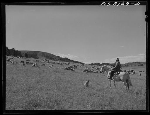 Gravelly Range, Madison County, Montana. Sheepherder and his band of sheep