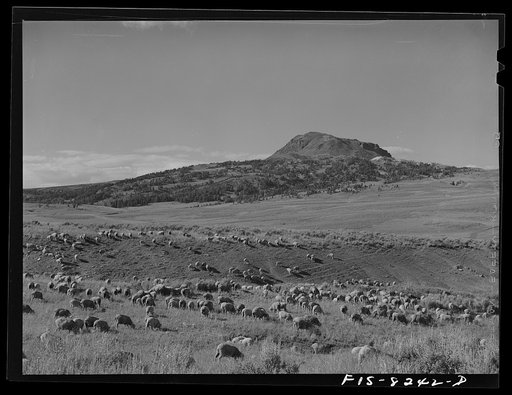 Gravelly Range, Madison County, Montana. Sheep grazing