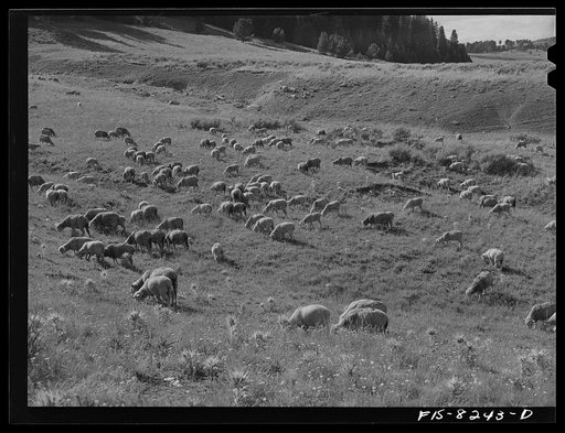 Gravelly Range, Madison County, Montana. Sheep grazing