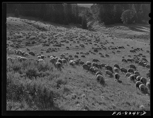 Gravelly Range, Madison County, Montana. Sheep grazing