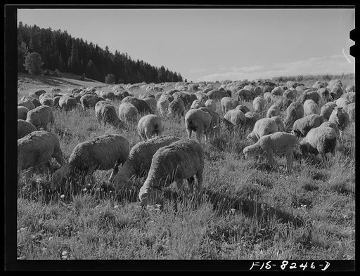 Gravelly Range, Madison County, Montana. Sheep grazing