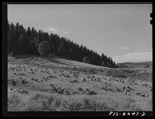Gravelly Range, Madison County, Montana. Sheep grazing