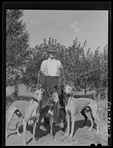 Untitled photo, possibly related to: Butte, Montana. John D. Eddy, former miner, now living at 3030 Amherst Street, with one of the greyhounds, Petaluma Gold, which he trained for local greyhound racing track. Mr. Eddy was born in Saint Just, near Carn, Cornwall, England. He came to the U.S. in 1900