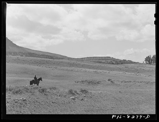 Gravelly Range, Madison County, Montana. Sheepherder and his band of sheep