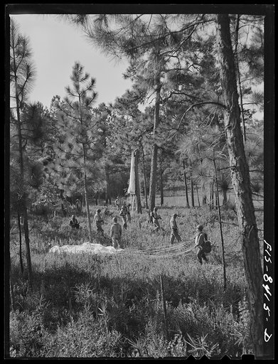 Untitled photo, possibly related to: Fort Bragg, North Carolina. Parachutists advancing through the woods after landing in a military demonstration