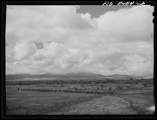 Untitled photo, possibly related to: Big Hole Valley, Beaverhead County, Montana. Fall roundup of cattle. The cattle will be weighed at ranch and then trailed to nearest railroad point for shipment to market. Big Hole beef, because of superior grass in the valley, requires little additional grain fe