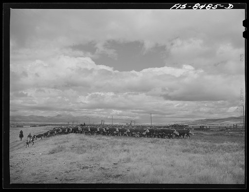 Big Hole Valley, Beaverhead County, Montana. Fall roundup of cattle. The cattle will be weighed at ranch and then trailed to nearest railroad point for shipment to market. Big Hole beef, because of superior grass in the valley, requires little additional grain feeding for finishing