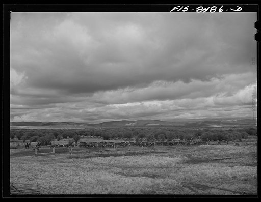 Untitled photo, possibly related to: Big Hole Valley, Beaverhead County, Montana. Cattle in pasture land