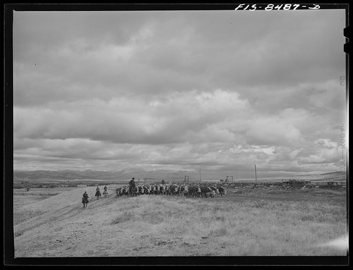 Big Hole Valley, Beaverhead County, Montana. Fall roundup of cattle. The cattle will be weighed at ranch and then trailed to nearest railroad point for shipment to market. Big Hole beef, because of superior grass in the valley, requires little additional grain feeding for finishing