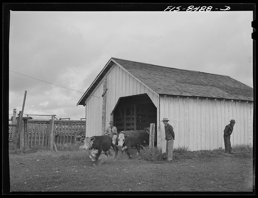 Big Hole Valley, Beaverhead County, Montana. Cattle being released from a weighing shed