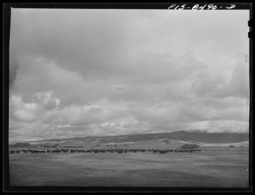 Untitled photo, possibly related to: Big Hole Valley, Beaverhead County, Montana. Cattle in pasture land