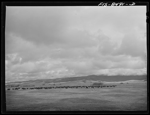Untitled photo, possibly related to: Big Hole Valley, Beaverhead County, Montana. Cattle in pasture land